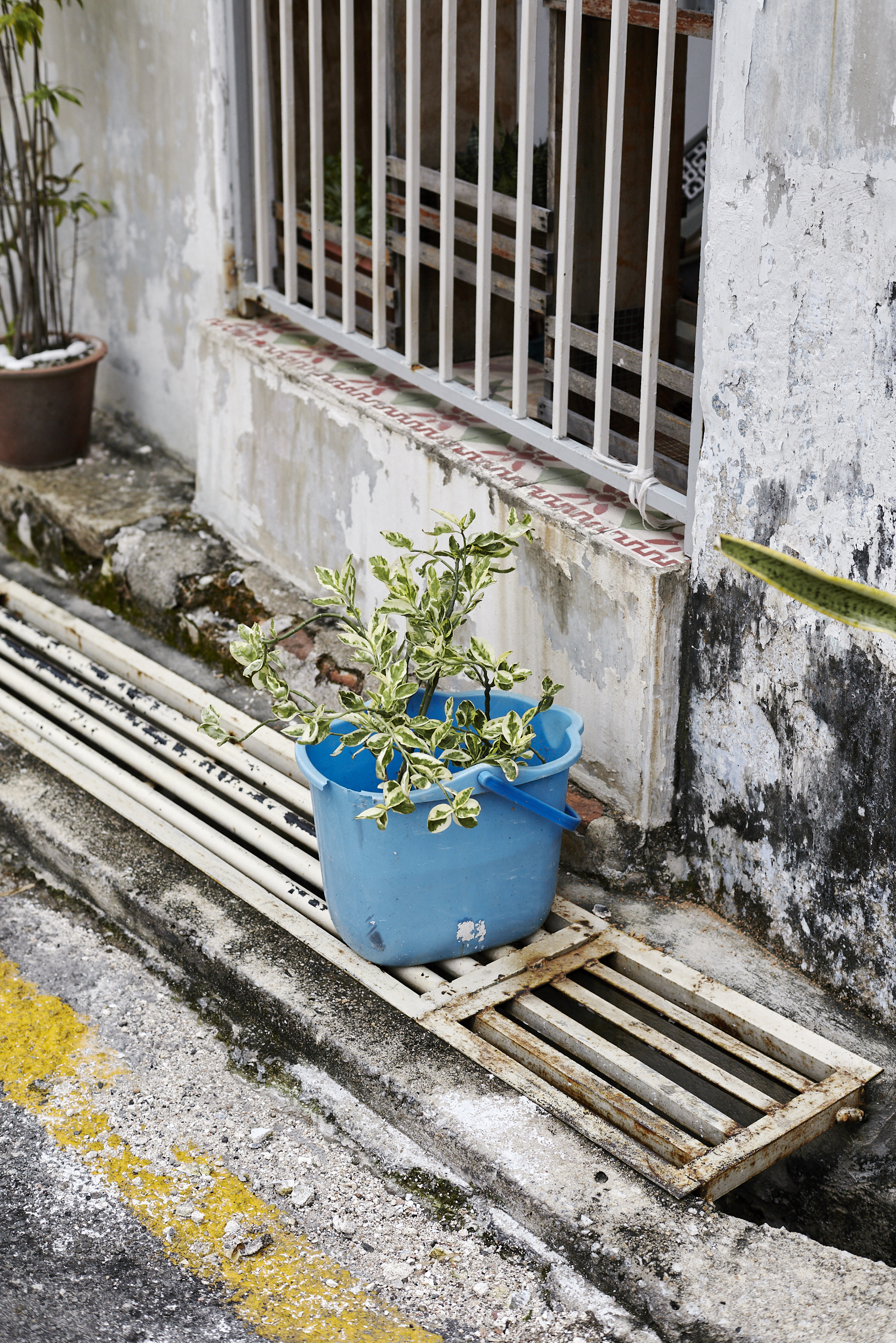 Pot Plant, George Town